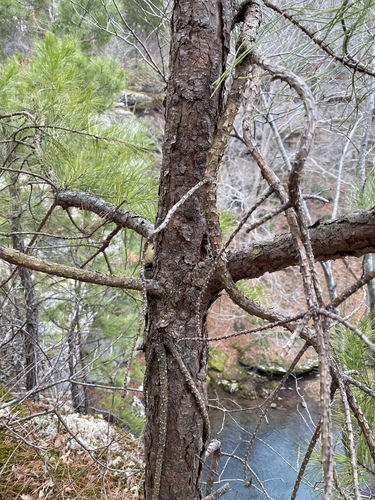Pinus echinata (shortleaf pine) (alternate view 9)
