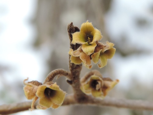 Hamamelis virginiana (Common Witch Hazel)