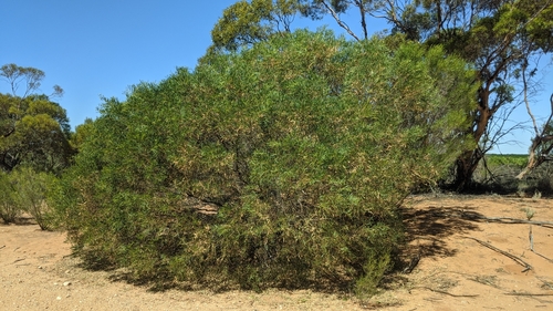 Acacia ligulata (Dune Wattle)