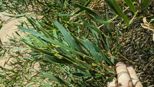 Acacia ligulata (Dune Wattle) (alternate view 2)