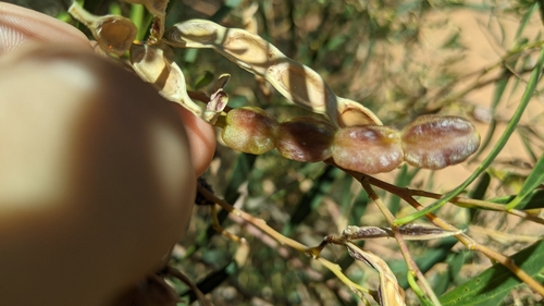 Acacia ligulata (Dune Wattle) (alternate view 3)