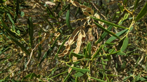 Acacia ligulata (Dune Wattle) (alternate view 4)