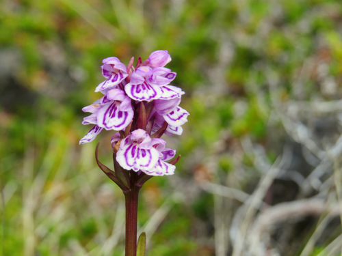 Dactylorhiza maculata (heath spotted orchid)