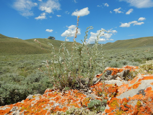 Artemisia frigida (fringed sagebrush) (alternate view 6)
