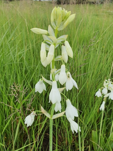 Ornithogalum candicans (Summer hyacinth) (alternate view 4)