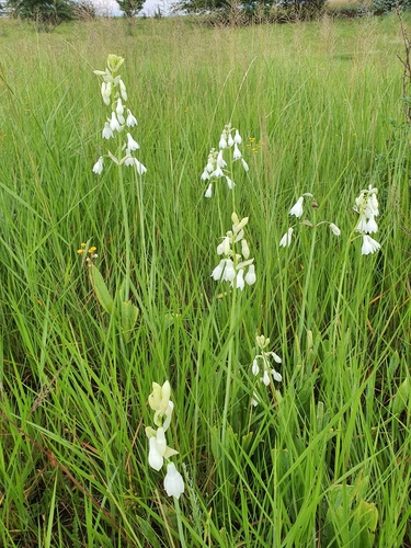 Ornithogalum candicans (Summer hyacinth) (alternate view 5)