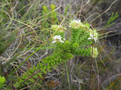 Agathosma (Buchus) (alternate view 6)
