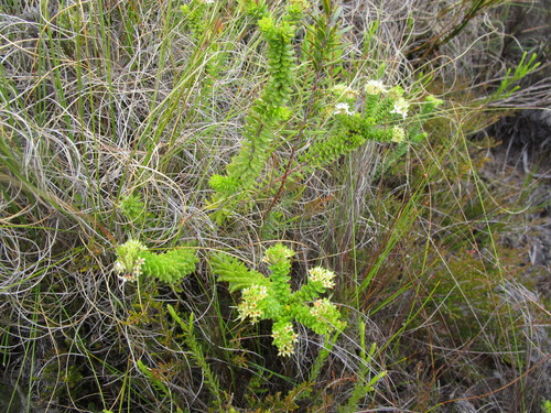 Agathosma (Buchus) (alternate view 7)