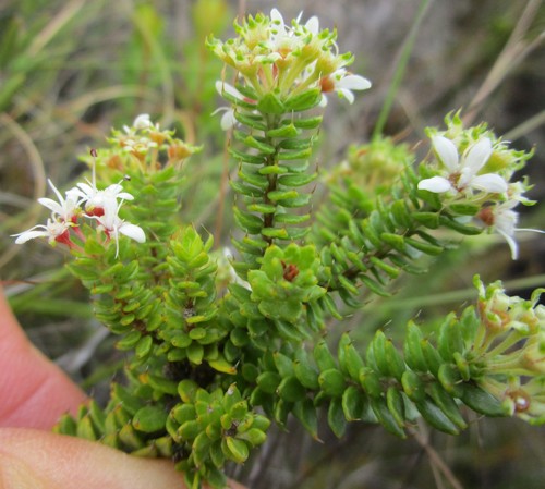 Agathosma (Buchus) (alternate view 5)