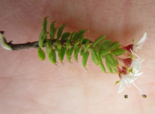 Agathosma (Buchus) (alternate view 8)
