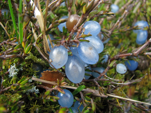 Coprosma (Coprosma) (alternate view 4)
