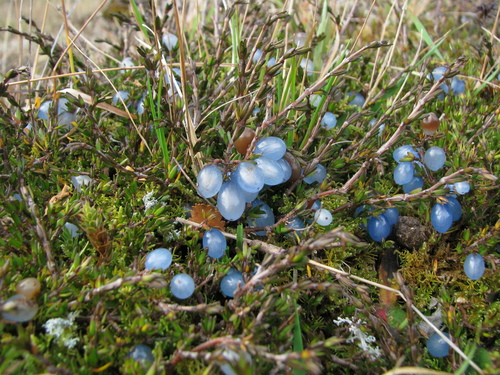 Coprosma (Coprosma) (alternate view 5)