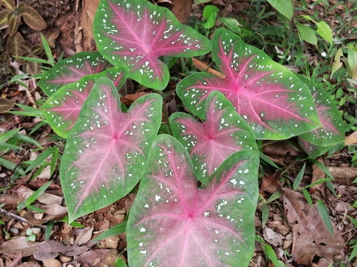 Caladium bicolor (Caladium)