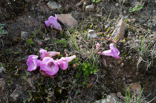 Agalinis (false foxgloves) (alternate view 5)