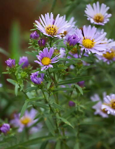 Symphyotrichum chilense (Pacific Aster)