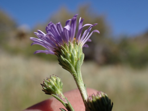 Symphyotrichum spathulatum (Western Mountain Aster)