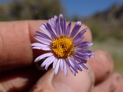 Symphyotrichum spathulatum (Western Mountain Aster) (alternate view 2)