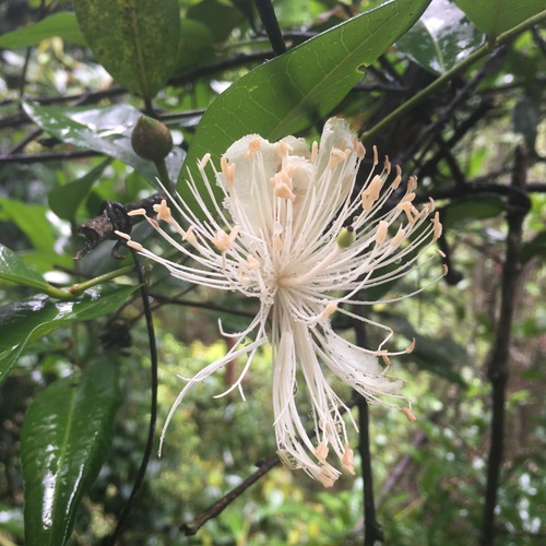 Capparis arborea (Brush Caper Berry) (alternate view 6)