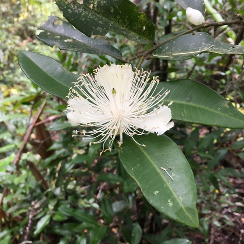 Capparis arborea (Brush Caper Berry) (alternate view 8)