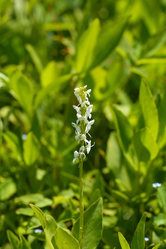 Platanthera dilatata (white bog orchid) (alternate view 4)