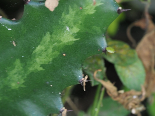 Euphorbia lactea (Dragon Bones)