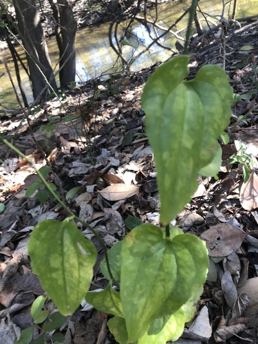 Smilax tamnoides (bristly greenbrier) (alternate view 5)