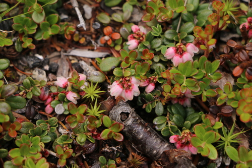 Vaccinium vitis-idaea (Lingonberry)