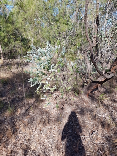 Acacia podalyriifolia (Queensland silver wattle)