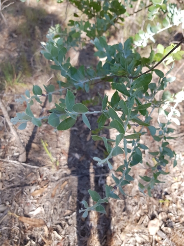 Acacia podalyriifolia (Queensland silver wattle) (alternate view 2)
