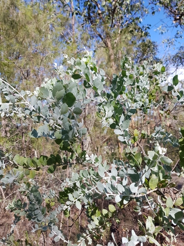 Acacia podalyriifolia (Queensland silver wattle) (alternate view 3)