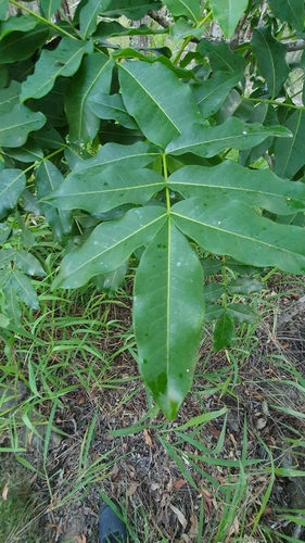 Flindersia australis (Crows Ash) (alternate view 6)
