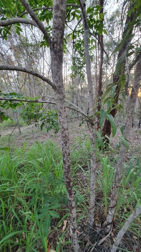 Flindersia australis (Crows Ash) (alternate view 7)