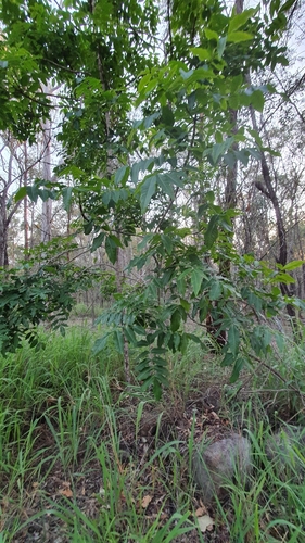 Flindersia australis (Crows Ash) (alternate view 8)