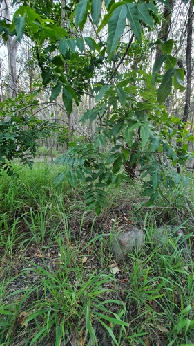Flindersia australis (Crows Ash) (alternate view 9)