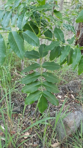 Flindersia australis (Crows Ash) (alternate view 10)