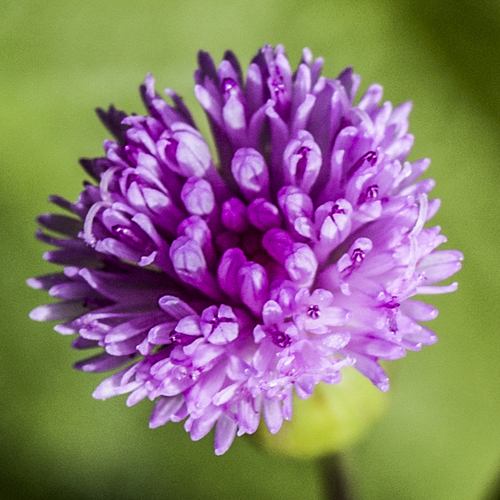 Emilia sonchifolia (lilac tasselflower)