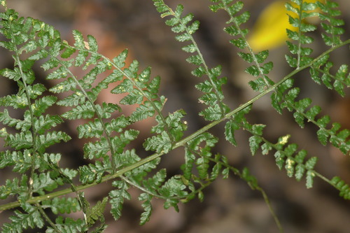 Dryopteris dilatata (broad buckler-fern)