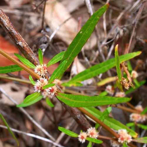 Alternanthera denticulata (Lesser Joyweed) (alternate view 2)