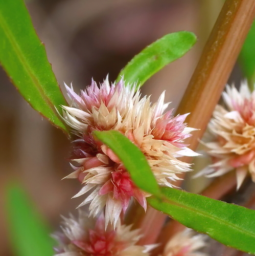Alternanthera denticulata (Lesser Joyweed)