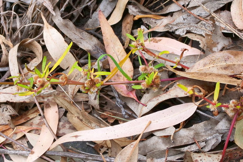 Alternanthera denticulata (Lesser Joyweed) (alternate view 3)