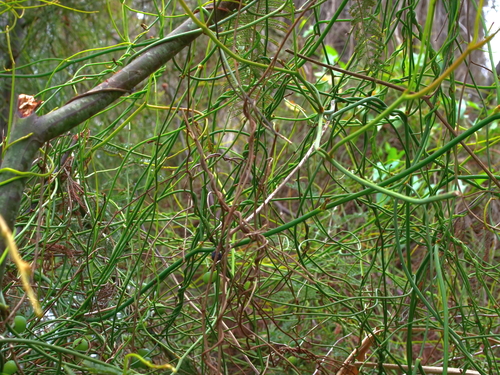 Cassytha melantha (Coarse Dodder-laurel) (alternate view 2)