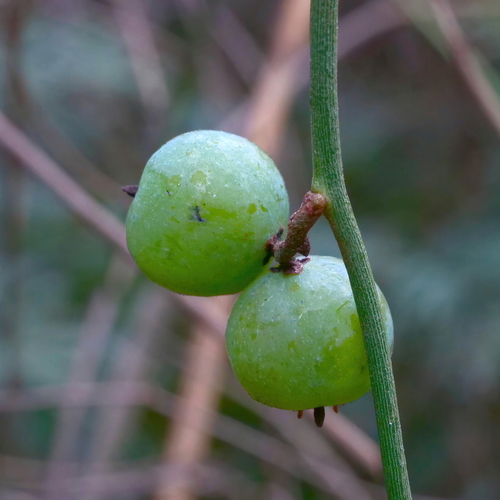 Cassytha melantha (Coarse Dodder-laurel) (alternate view 3)