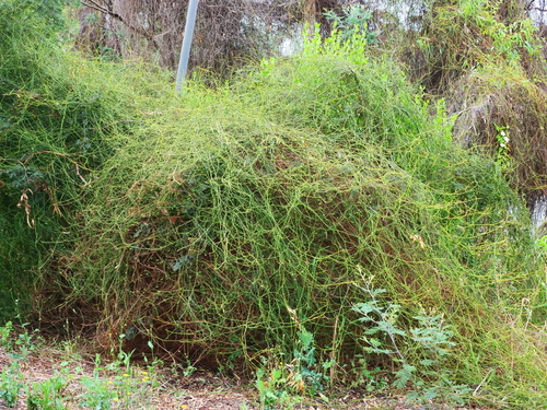 Cassytha melantha (Coarse Dodder-laurel) (alternate view 4)