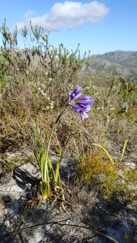 Agapanthus africanus (lily of the Nile) (alternate view 4)