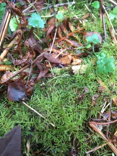 Kindbergia praelonga (Common Feather-moss)