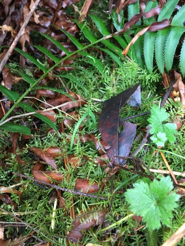 Kindbergia praelonga (Common Feather-moss)