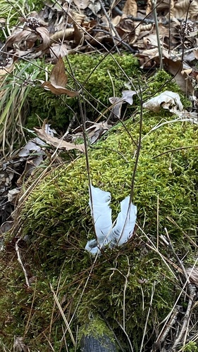 Cunila origanoides (common dittany) (alternate view 5)