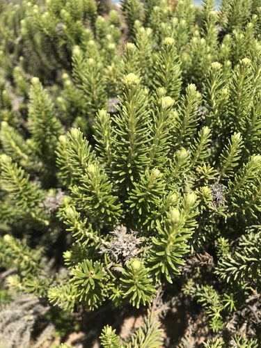 Ozothamnus turbinatus (Coast Everlasting) (alternate view 2)