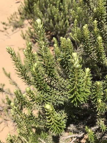Ozothamnus turbinatus (Coast Everlasting) (alternate view 3)