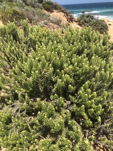 Ozothamnus turbinatus (Coast Everlasting) (alternate view 4)